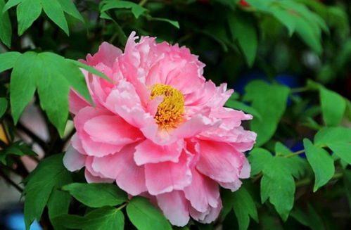 養(yǎng)花小技巧 牡丹不開花，一個小動作換來一片牡丹海