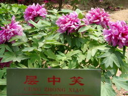 菏澤牡丹 單花精品照與優(yōu)質(zhì)苗木的完美結(jié)合