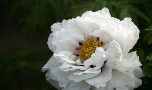 2021中國農(nóng)業(yè)農(nóng)村重大新產(chǎn)品 系列優(yōu)異花色牡丹遠(yuǎn)緣雜交新品種