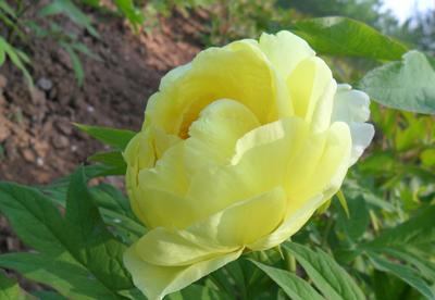 大王園藝 一株百年牡丹王，訴說(shuō)國(guó)色天香的時(shí)代風(fēng)華