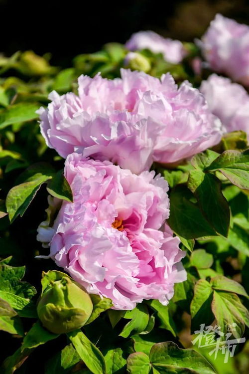 600歲“牡丹王”迎春綻放，第二十屆普寧牡丹花會(huì)靜待君來(lái)