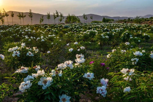 端午相約會(huì)寧，共賞芍藥傾城